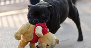 The Real Reason Your Dog Stands Like This – Hidden Meanings Behind Dog Behaviors