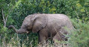This Orphaned Baby Elephant’s Unlikely Friendship Can Melt Your Heart