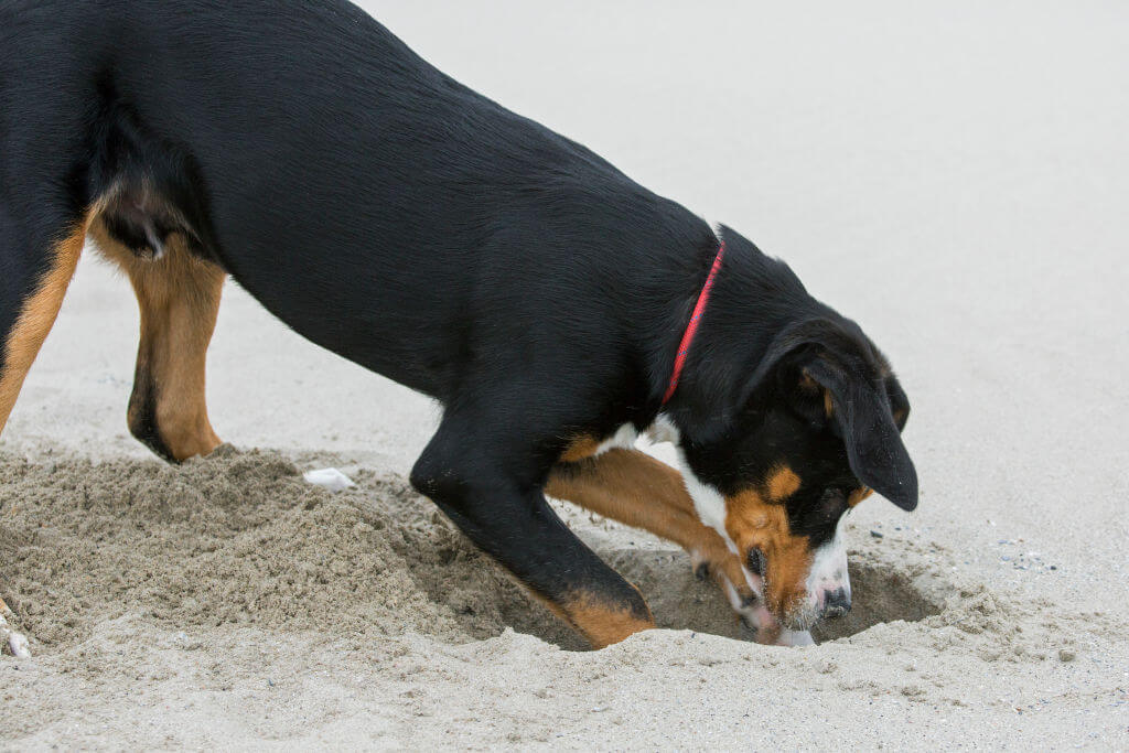 digging.jpg