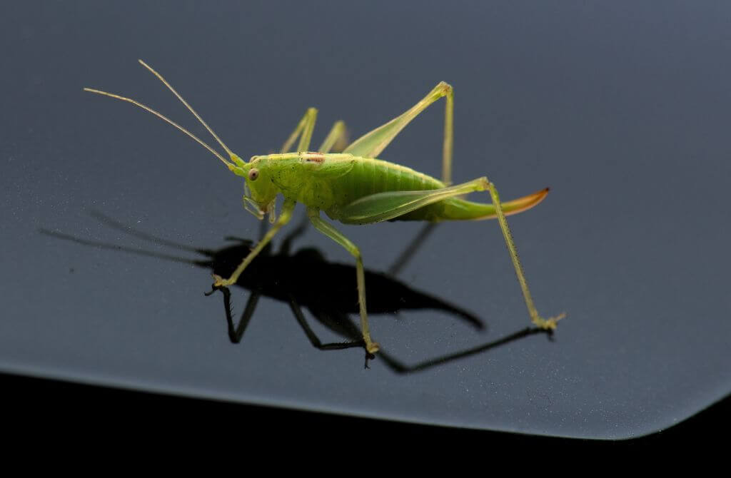 bugs can be cleaned off cars with dryer wipes