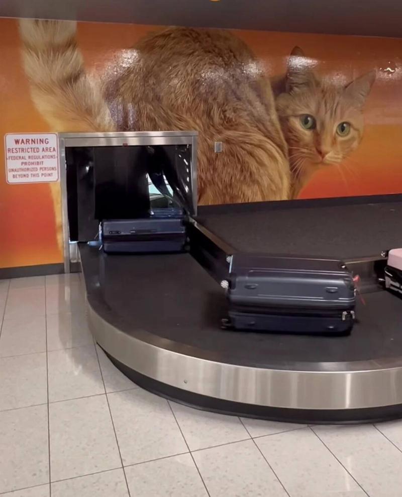 at-baggage-claim-in-an-airport-v0-69zqwpm296sg1