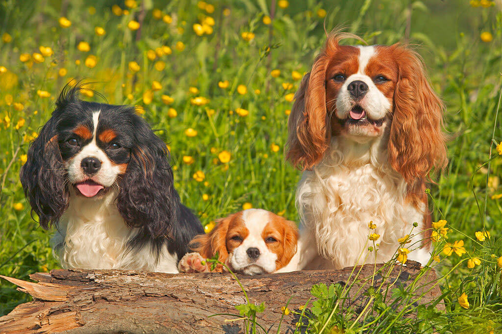 cavalier-king-charles-spaniel