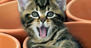 This Is Why Your Cat Keeps Biting You – The Most Bizarre Cat Behaviors, Explained