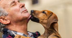 Why These Dog Breeds May Be The Best Fit For Seniors