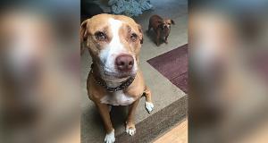 This Adorable Pit Bull Refused To Leave The Animal Shelter Without Her Tiny Best Pal