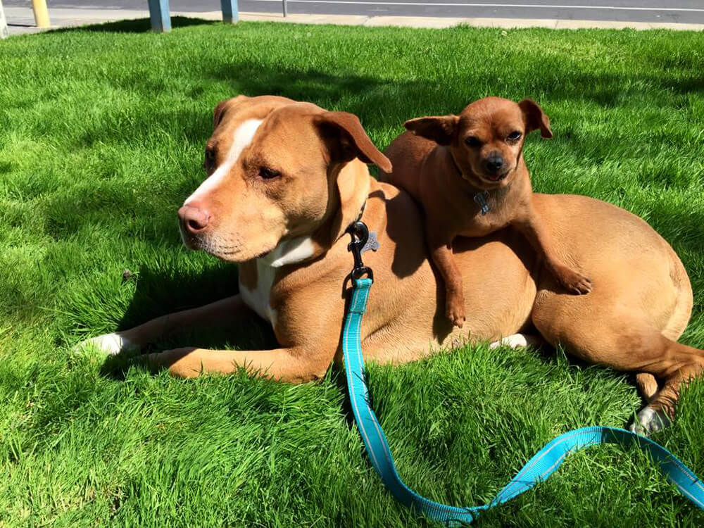 merrill-and-taco-big-small-dog-friendship-28