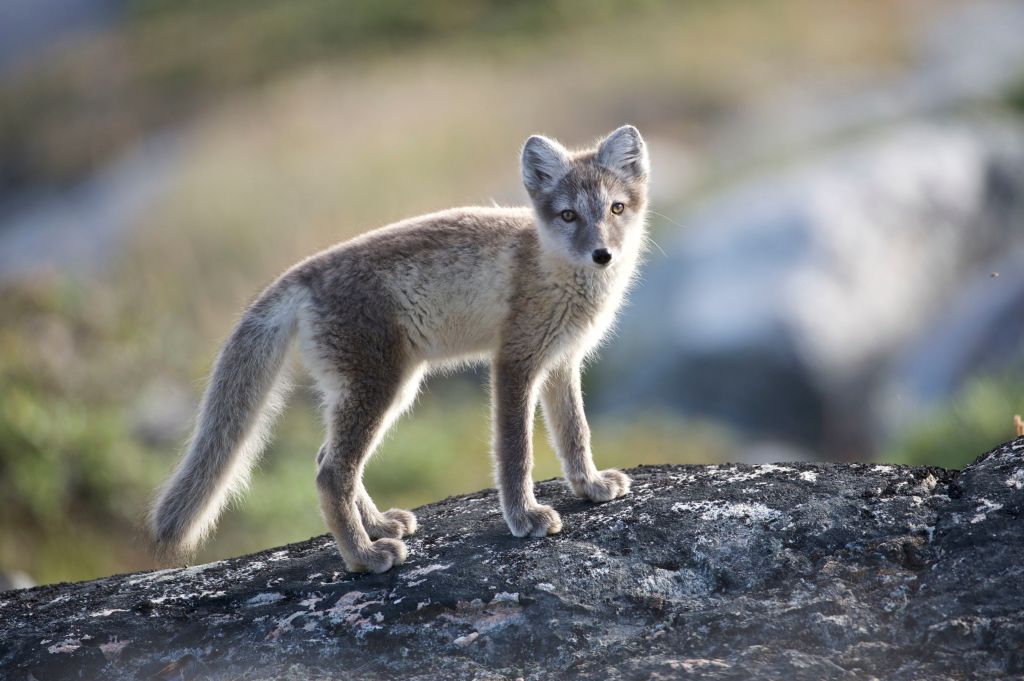 fishermen found arctic fox found on iceberg