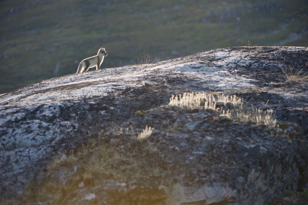 fishermen attempt to find home for rescued arctic fox