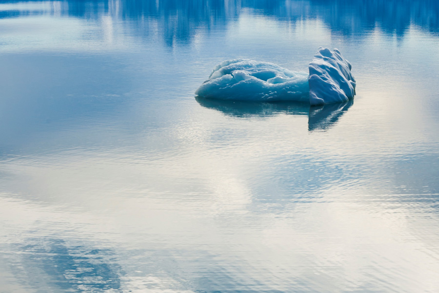 arctic fox jumped back in the freezing water