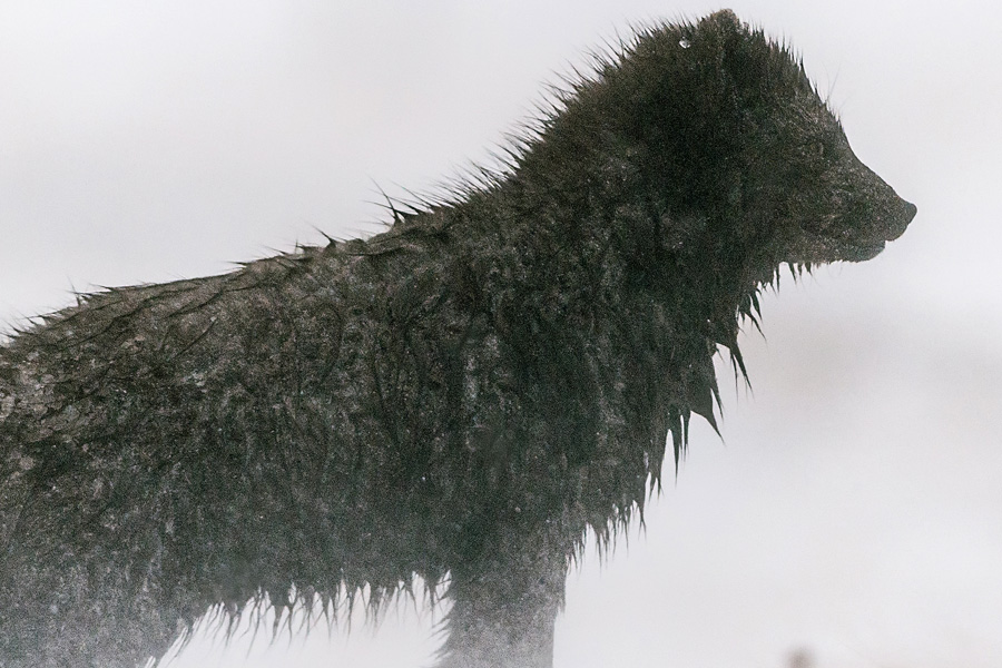 arctic fox soaking wet after fishermen rescue it from  glacier