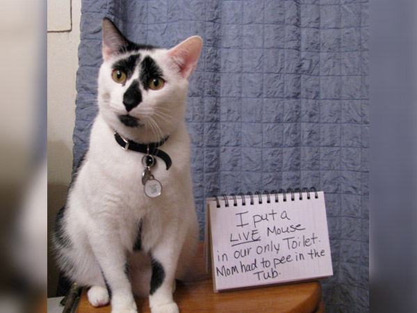 badcat-46-57279.jpg badcat-46-57279.jpg