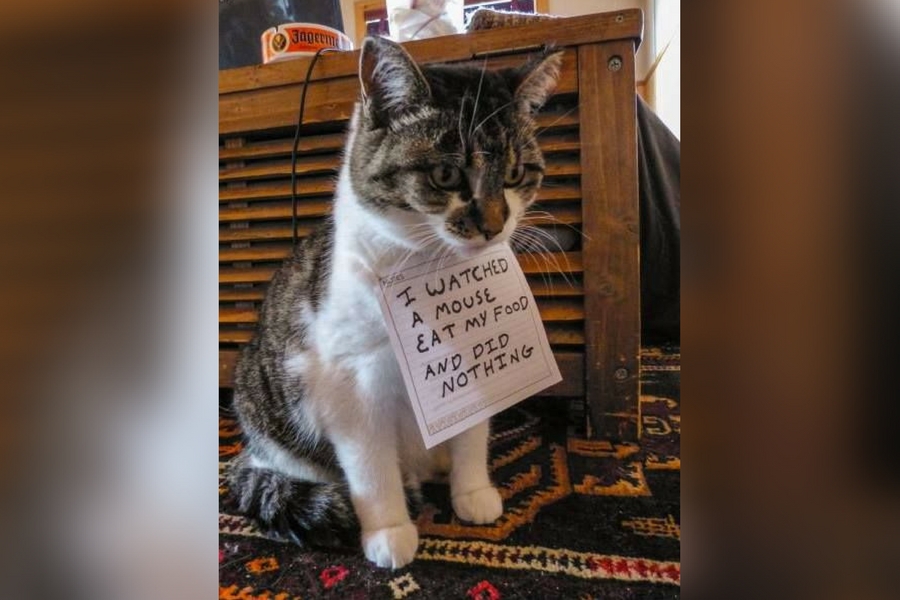catshame4-36891.jpg catshame4-36891.jpg