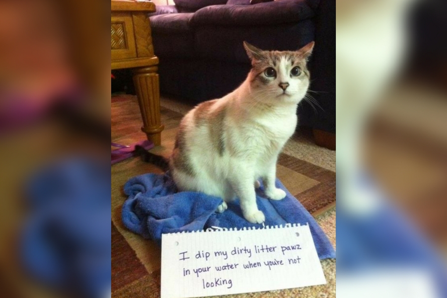 catshame7-83445.jpg catshame7-83445.jpg