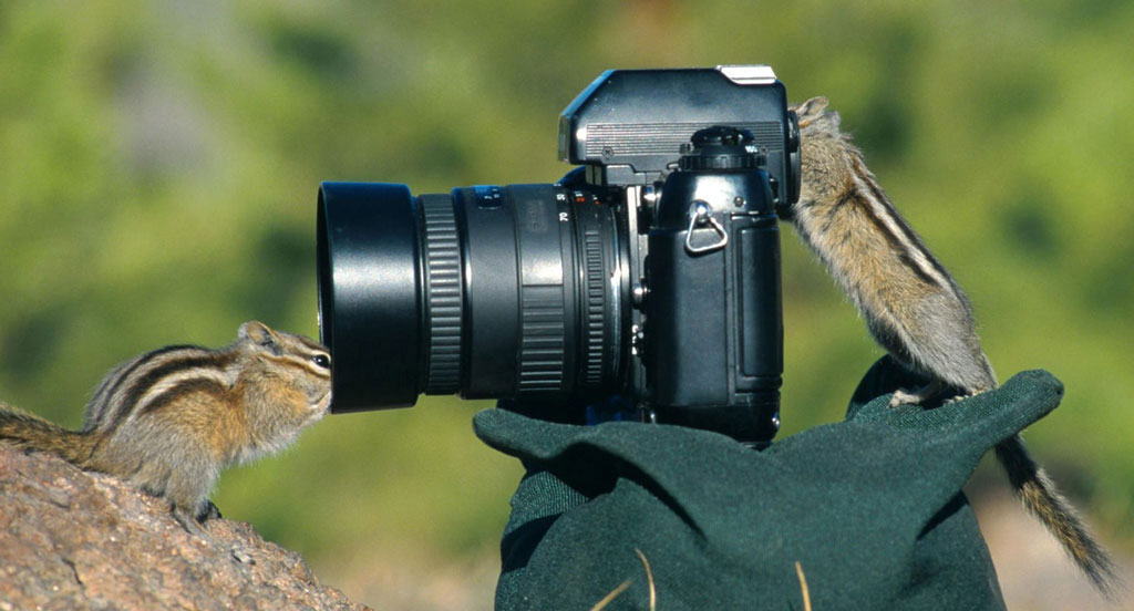 chipmunk-photography chipmunk-photography