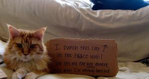 These Cat Shaming Moments May Have You Cracking You Up!