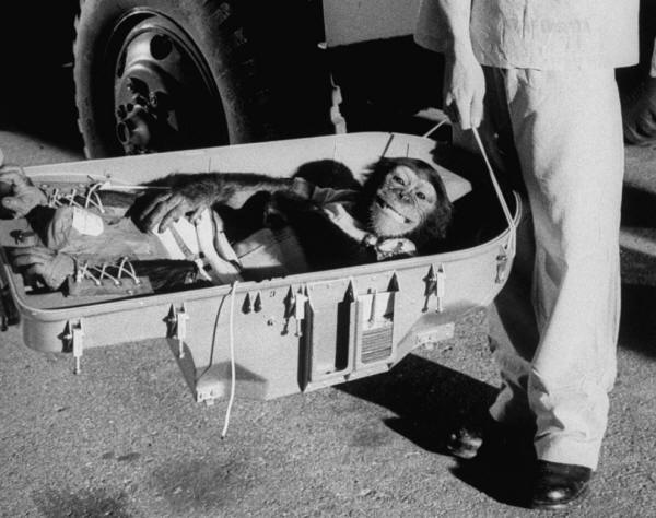 chimp-87493.jpg