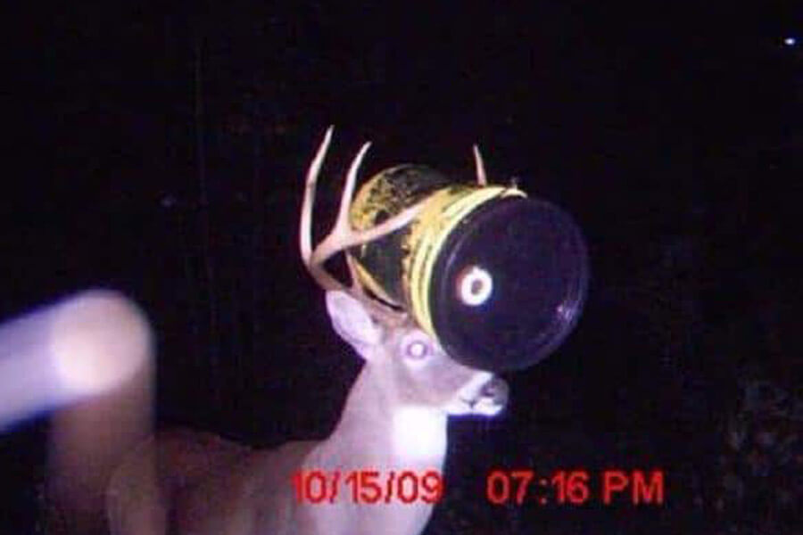 deer-with-barrel-on-head-51721-55066.jpg