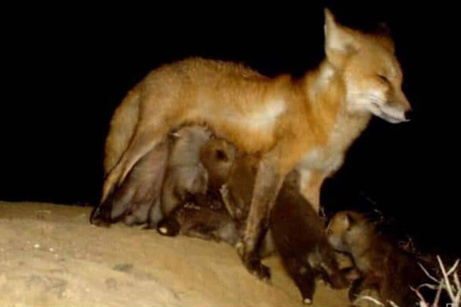 fox-mother-69363-68162.jpg