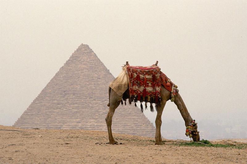 great-pyramid-camel-90345-40113.jpg