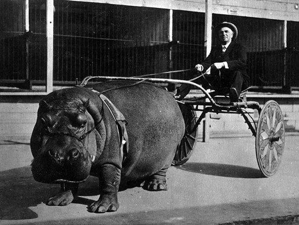 hippo-12057.jpg