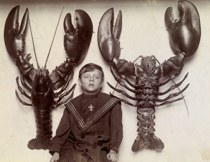 lobster-37366.jpg