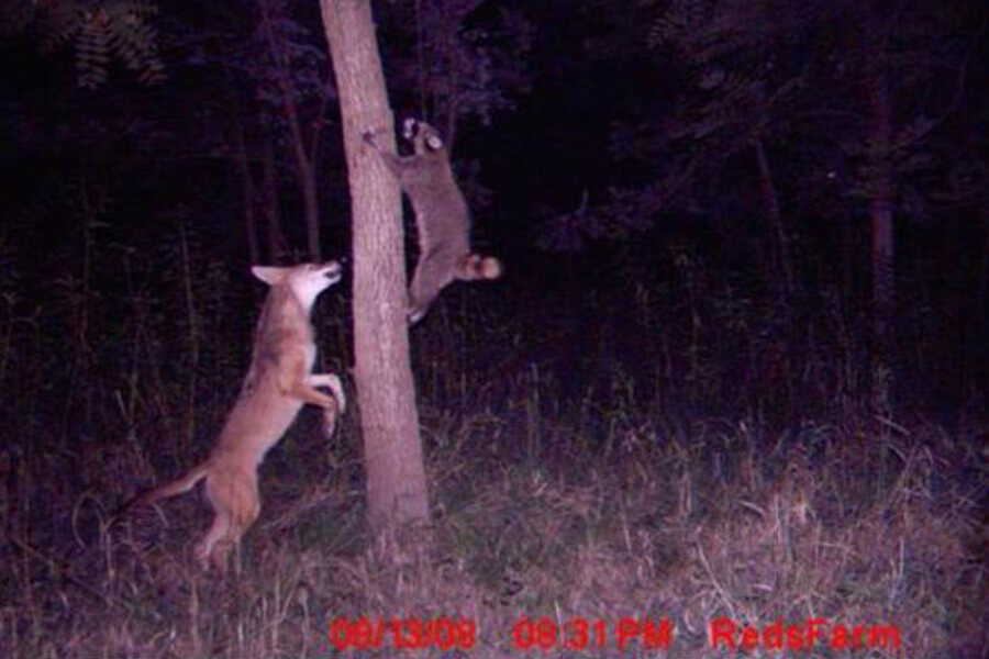raccoon-escapes-fox-29984-60902.jpg