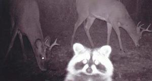 Trail Cams That Captured Some Truly Amazing Things