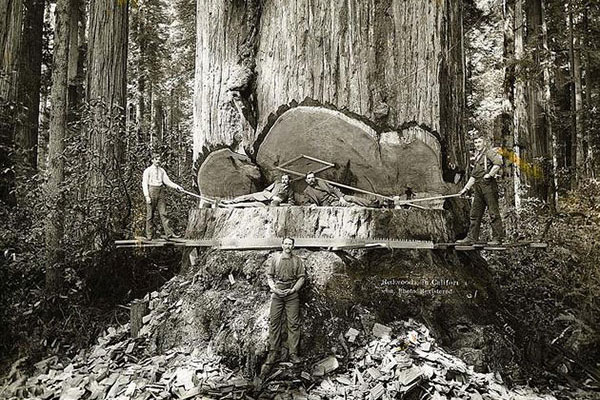 redwoods-56246.jpg