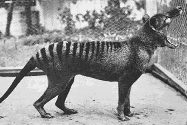 tiger-32671.jpg