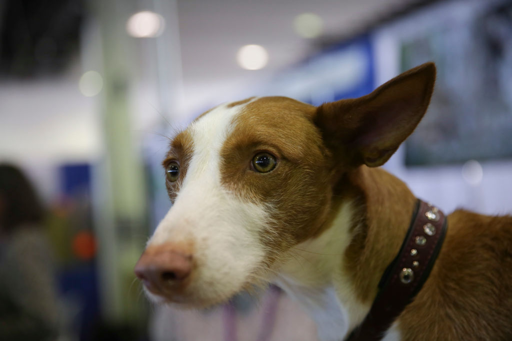 ibizan-hound ibizan-hound