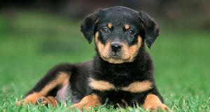 Dog Breeds You Should Think Twice About Getting
