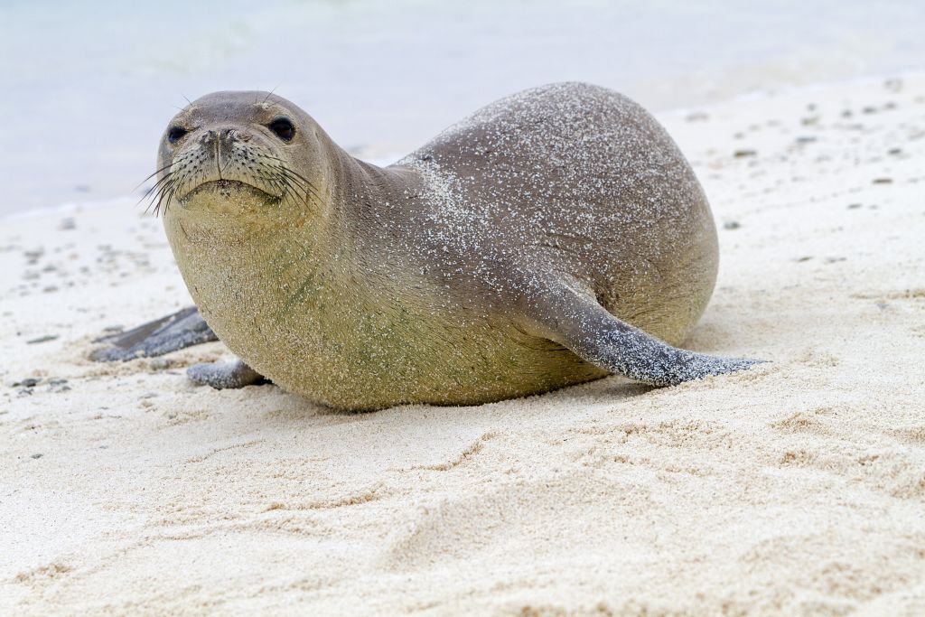 Wildlife Wildlife