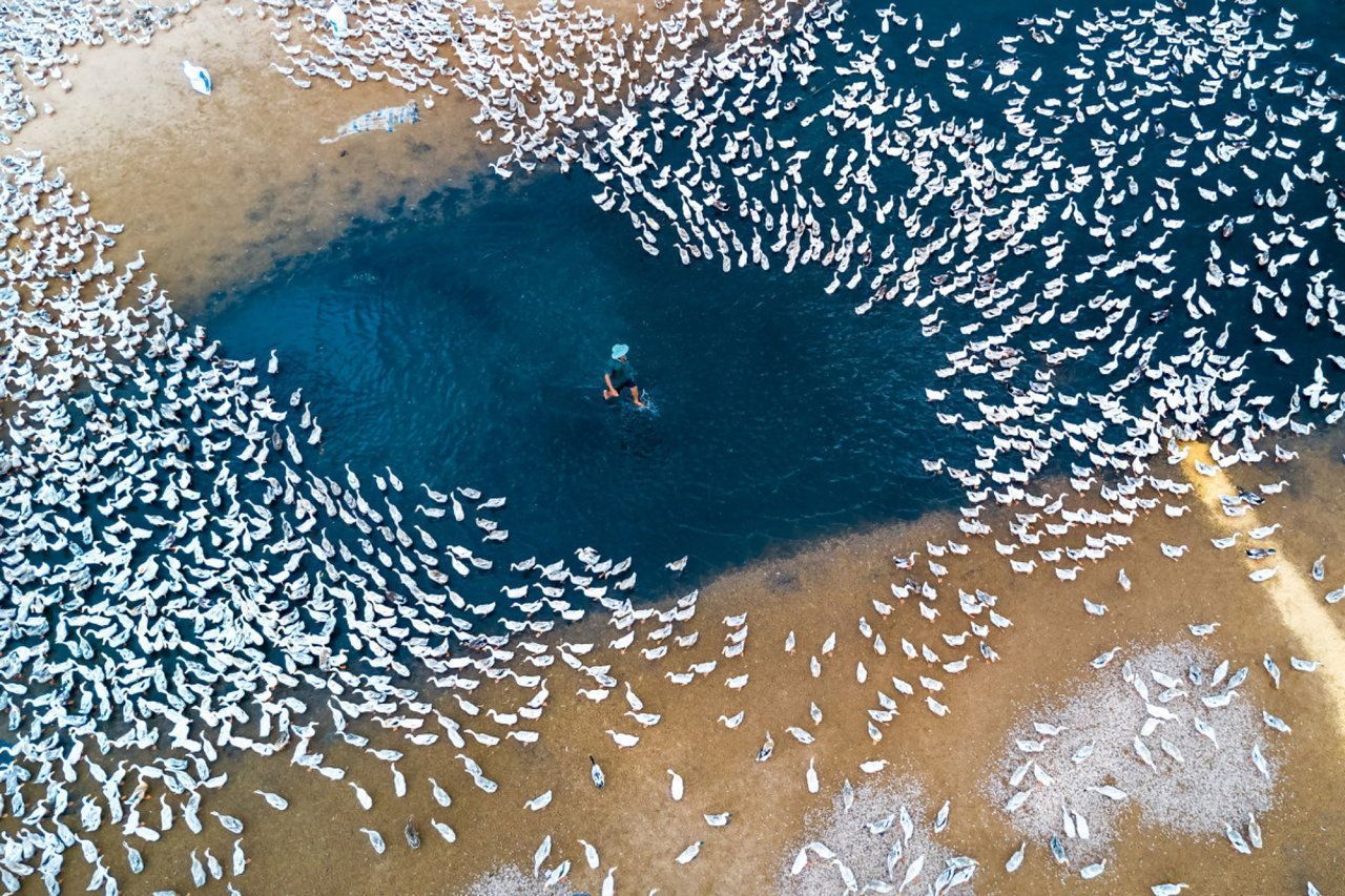 ducks ducks