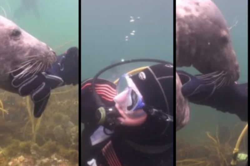 scuba-seal-encounter-1 scuba-seal-encounter-1