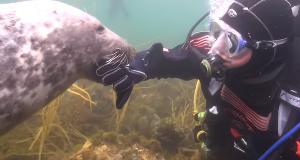 This Diver Couldn’t Figure Out What A Seal Was Trying To Tell Him