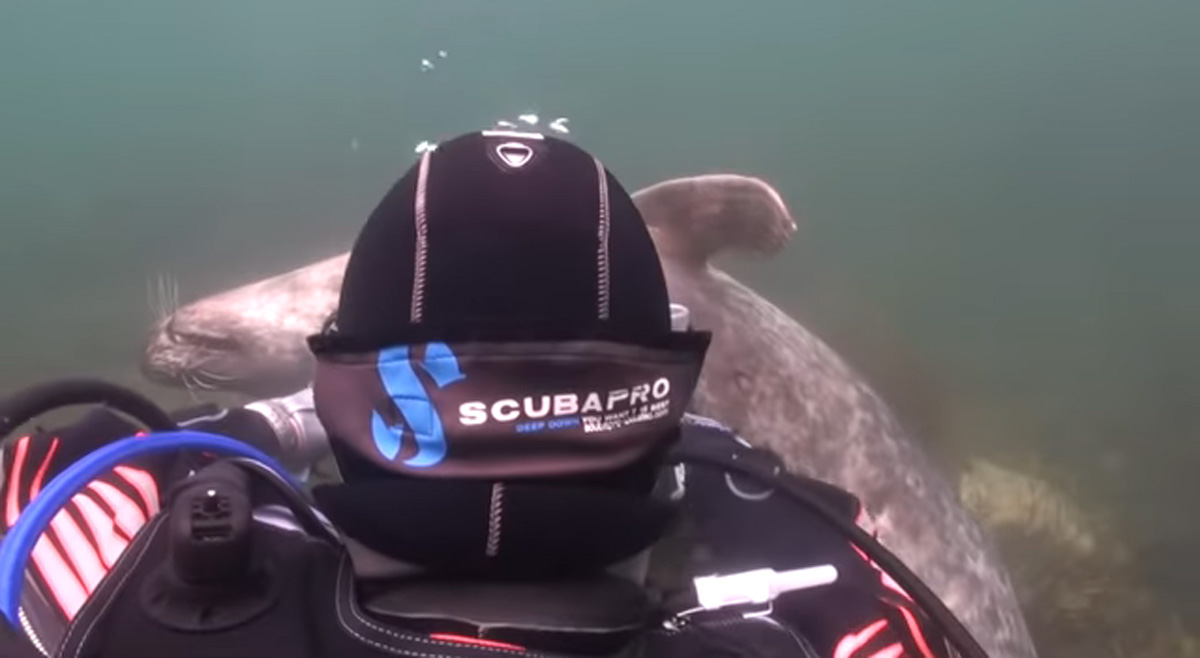 scuba-seal-encounter-20