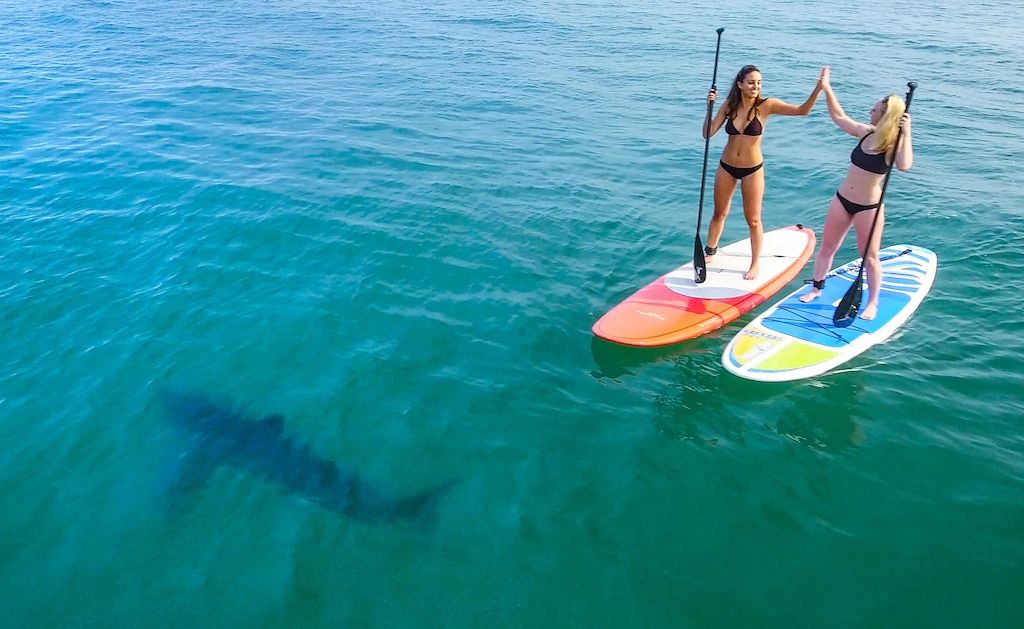 shark meat shark meat
