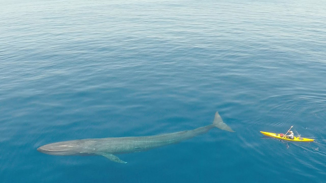 whale whale