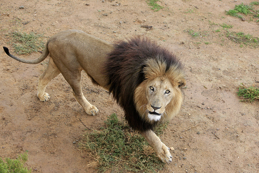 lion lion