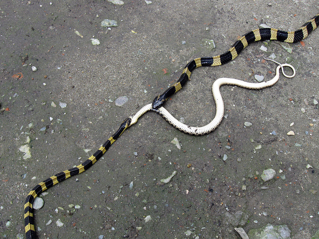snake snake