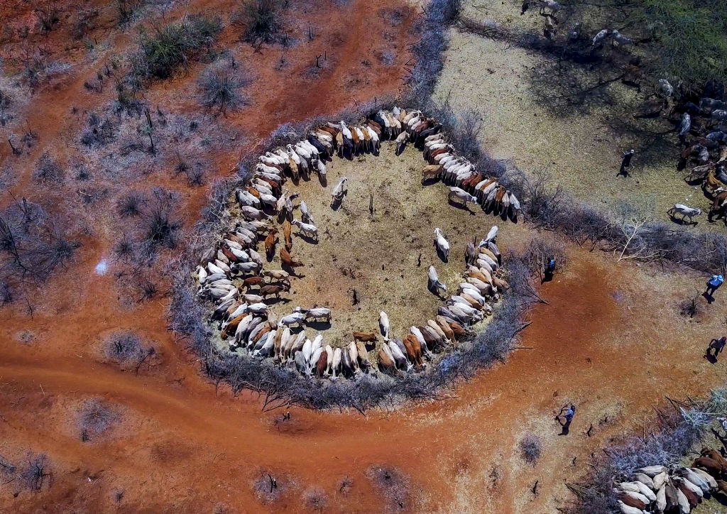 cows cows