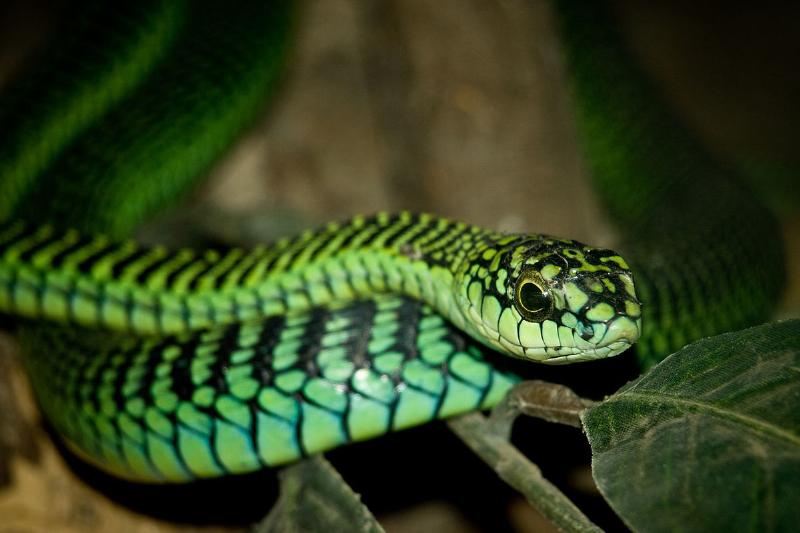 boomslang snake in Ngorongoro Conservation Area Tanzanie