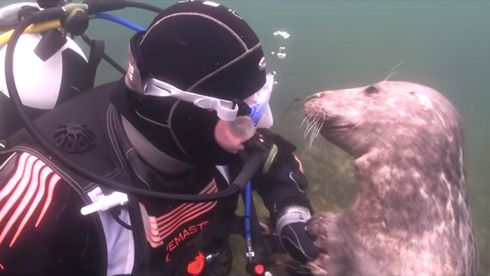 18 Traduc Foca Buceador 12