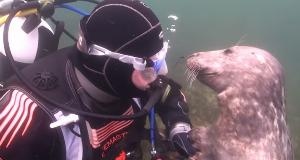 Una Foca Sorprendió Con Un Maravilloso Pedido A Un Buceador
