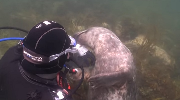 18 Traduc Foca Buceador 14