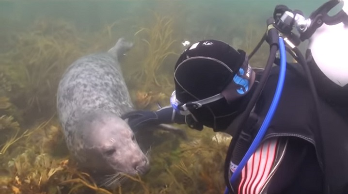 18 Traduc Foca Buceador 19