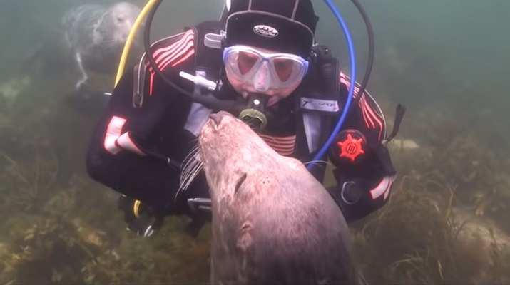 18 Traduc Foca Buceador 3