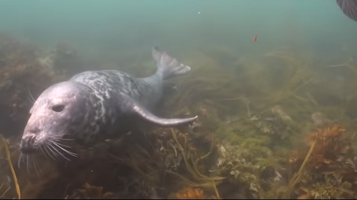 18 Traduc Foca Buceador 8