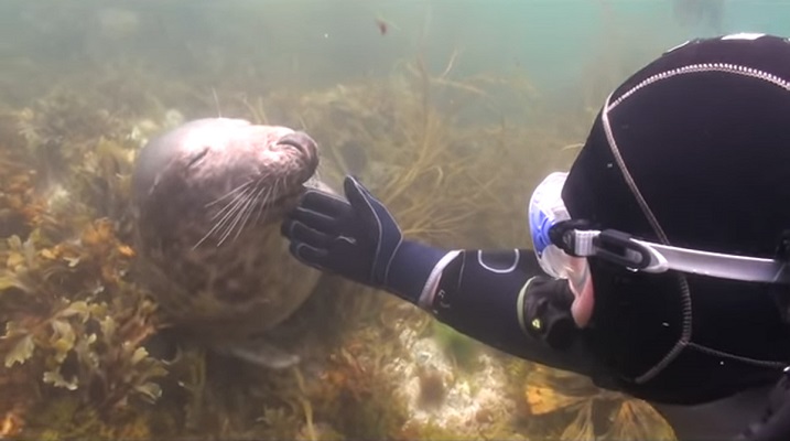 37 Renov Foca Buceo 23