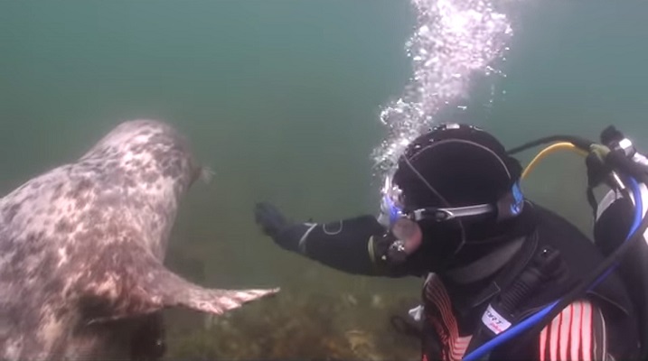 37 Renov Foca Buceo 25